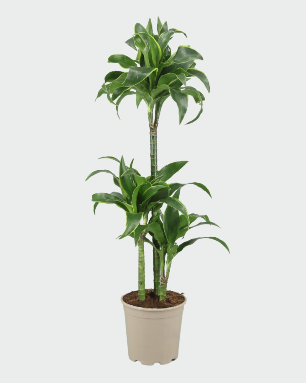 Dracaena Dorado en maceta (3 tallos), 110 cm