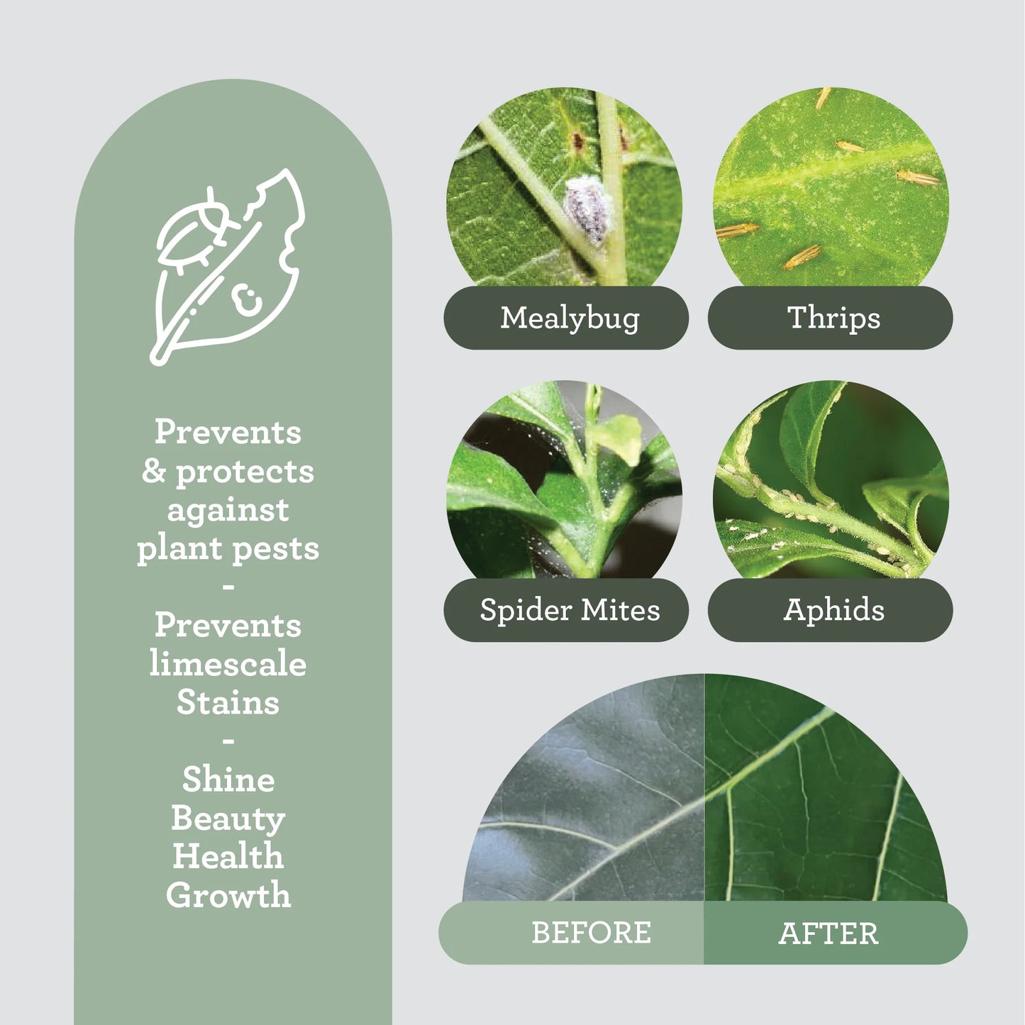 HOUSEPLANT LEAF PROTECTOR | Aceite de neem enriquecido