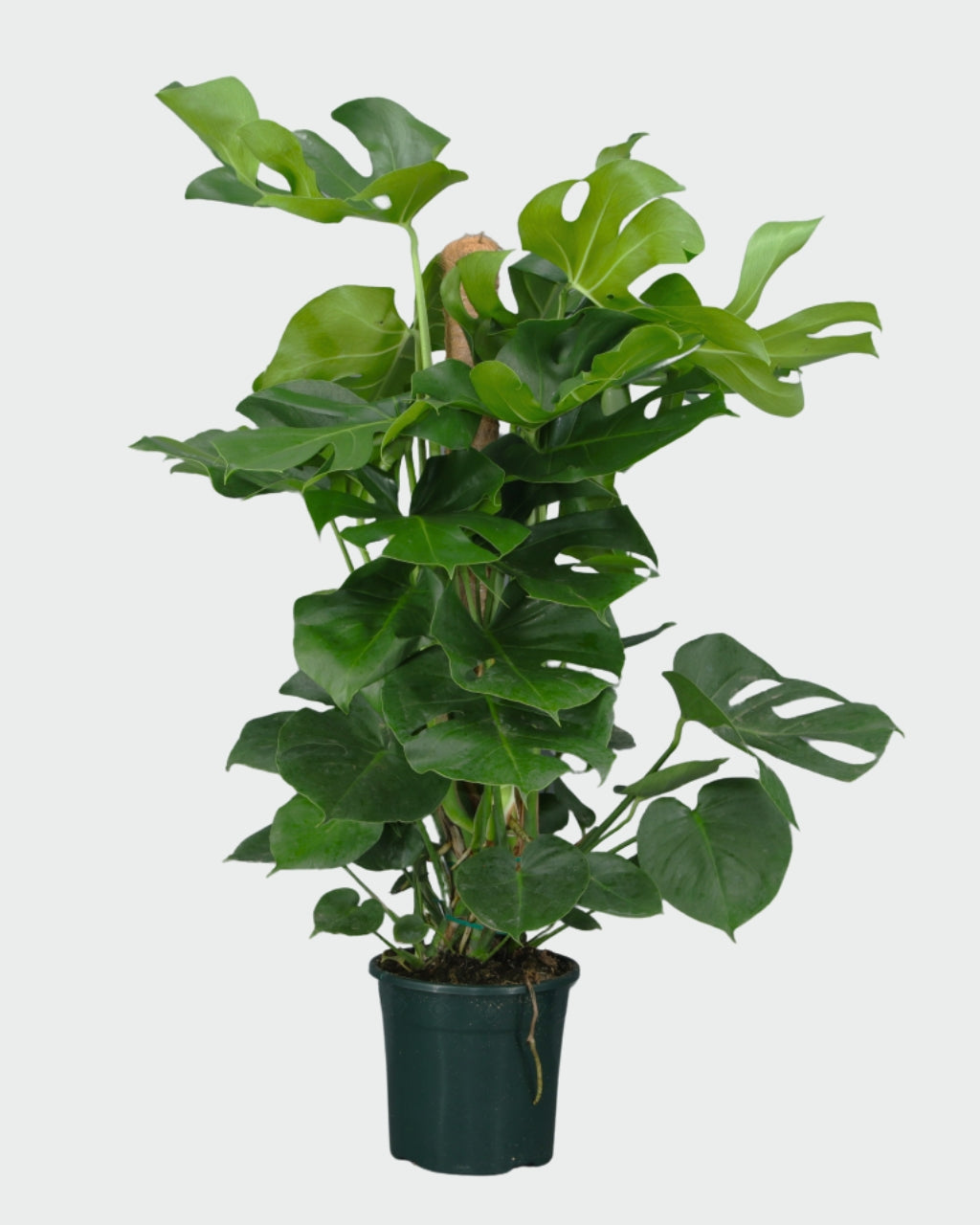 Monstera Tutor en maceta (Costilla de Adán)