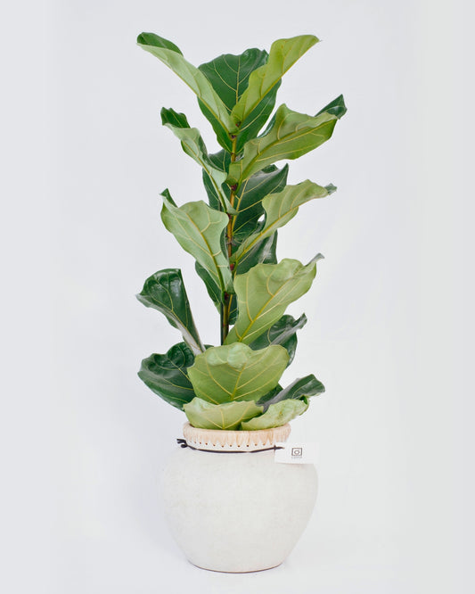 Ficus Lyrata - Higuera de Hoja de Violín