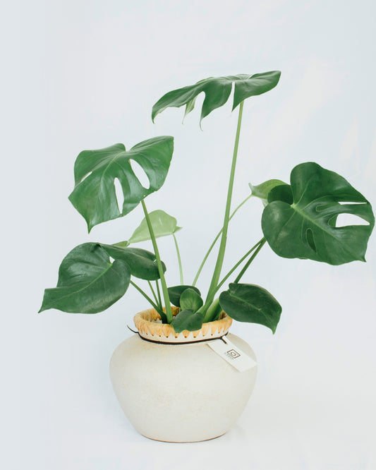 Monstera Deliciosa