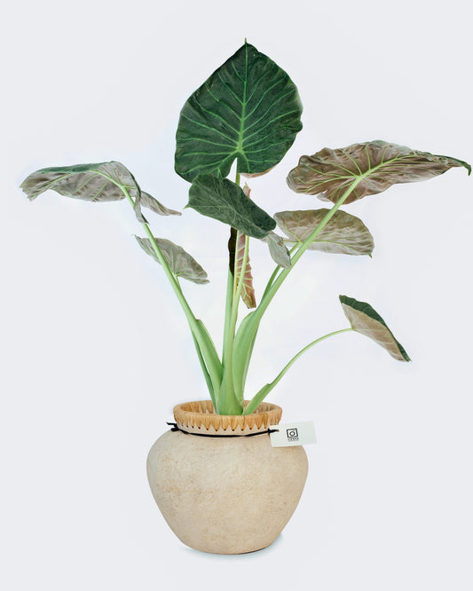 Alocasia Cuculata