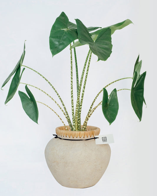 Alocasia Zebrina