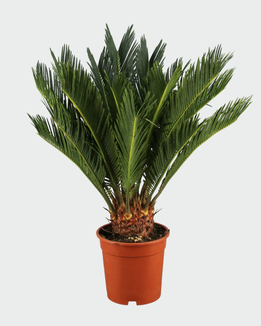 Cyca Revoluta en maceta (Sago Palm) 60 cm