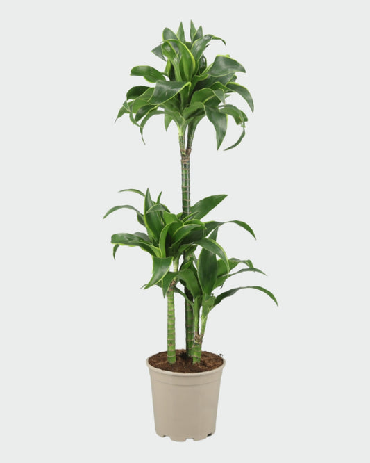 Dracaena Dorado en maceta (3 tallos), 110 cm