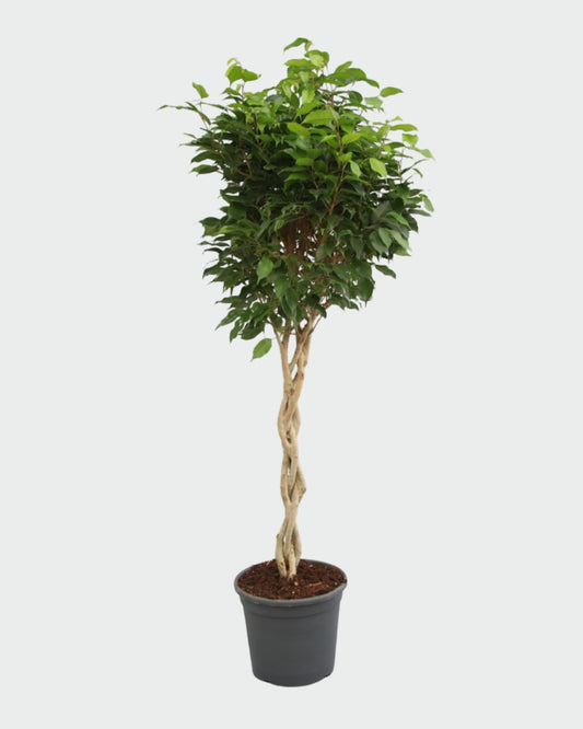 Ficus benjamina Exotica Trenzado en maceta 140 cm