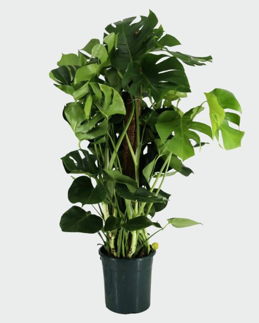 Monstera Tutor en maceta (Costilla de Adán)