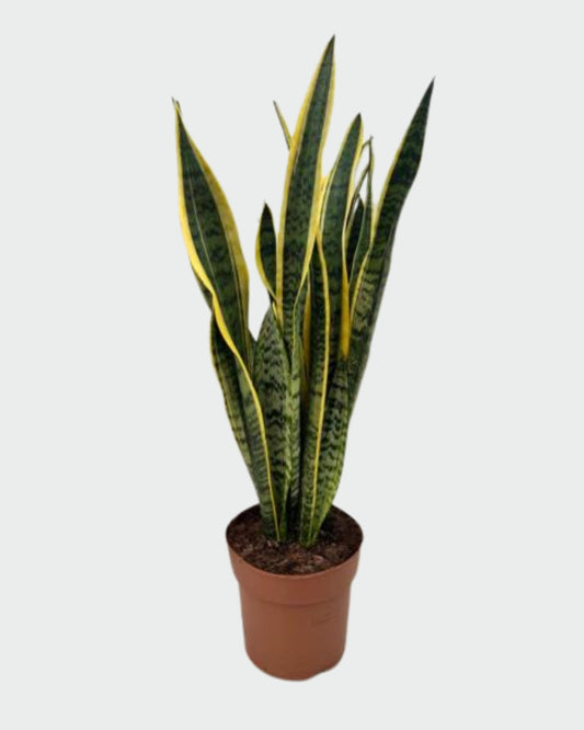 Sansevieria Laurentii en maceta (Lengua de Suegra)