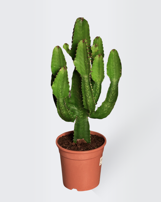 Euphorbia