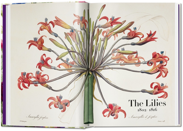 redoute_book_of_flowers