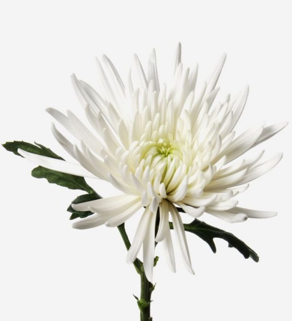 crisantemo blanco
