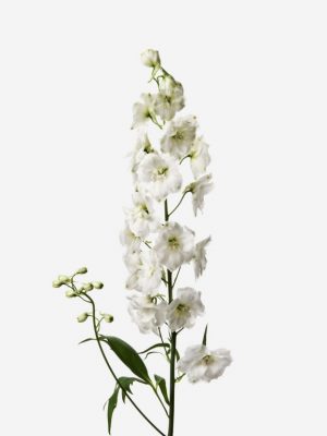 delphinium blanco