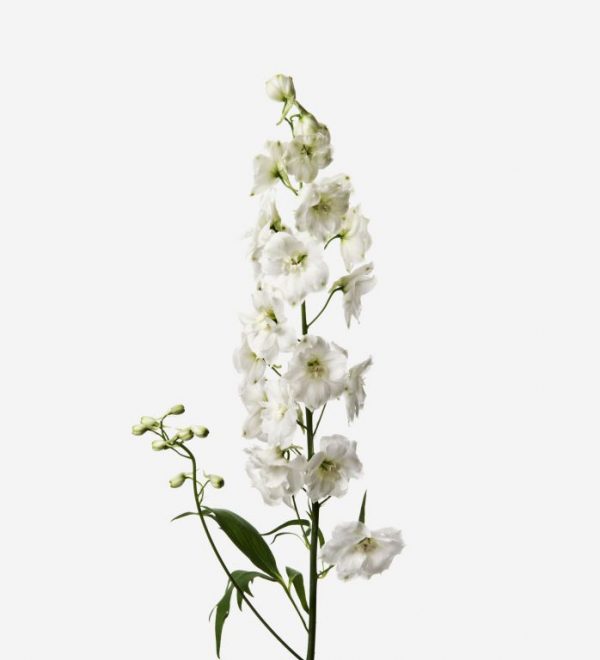delphinium blanco