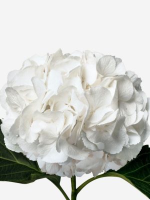 hortensia blanca