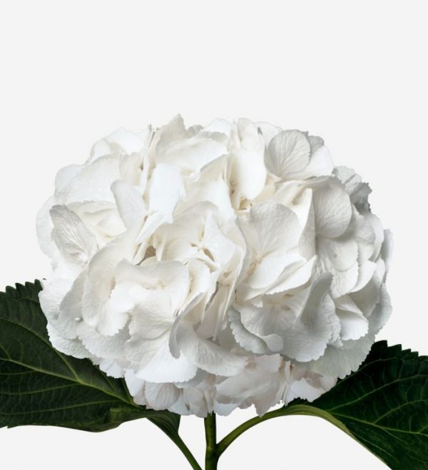 hortensia blanca