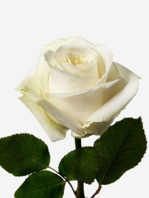 rosa blanca